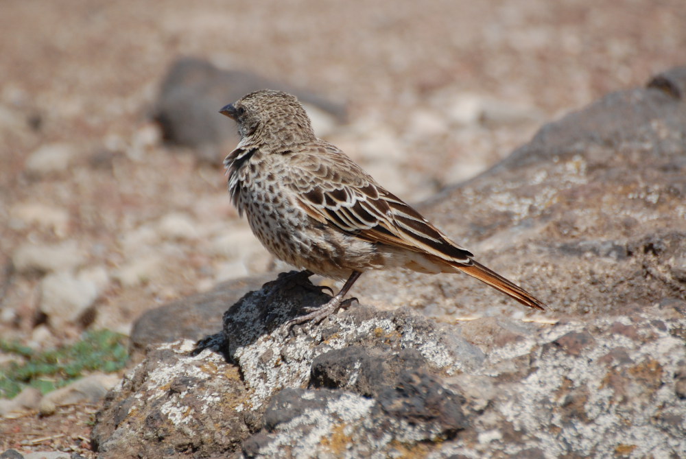 Tanzania - Passero?  No, Ploceidae: Histurgops ruficauda